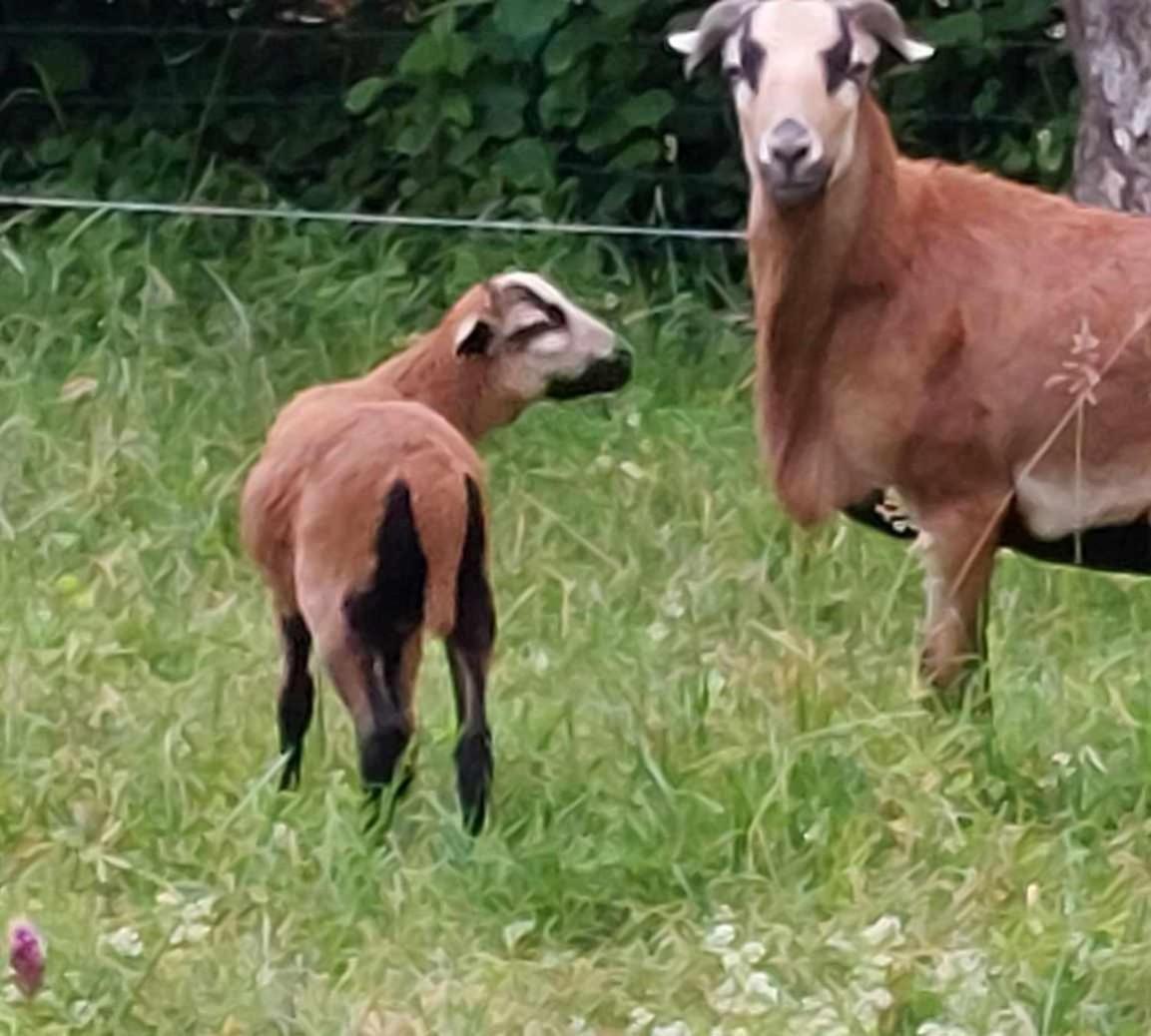 Gite Galadriel - Charme Et Nature Villa Chambon  Bagian luar foto